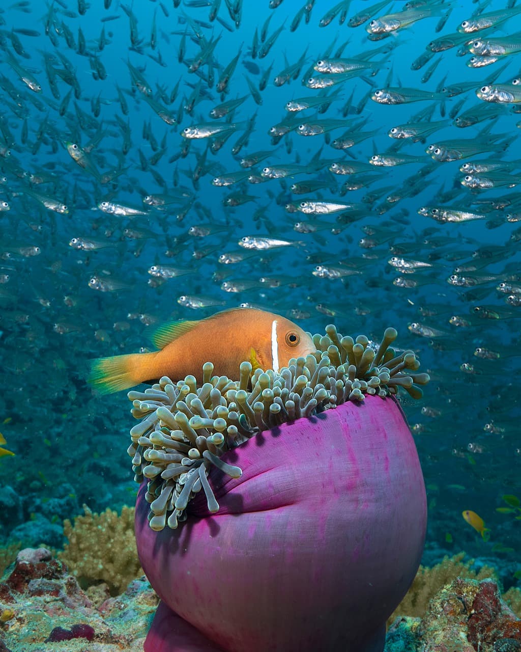 Manta Madness: 7 nights full board with flights and 4 manta snorkel trips