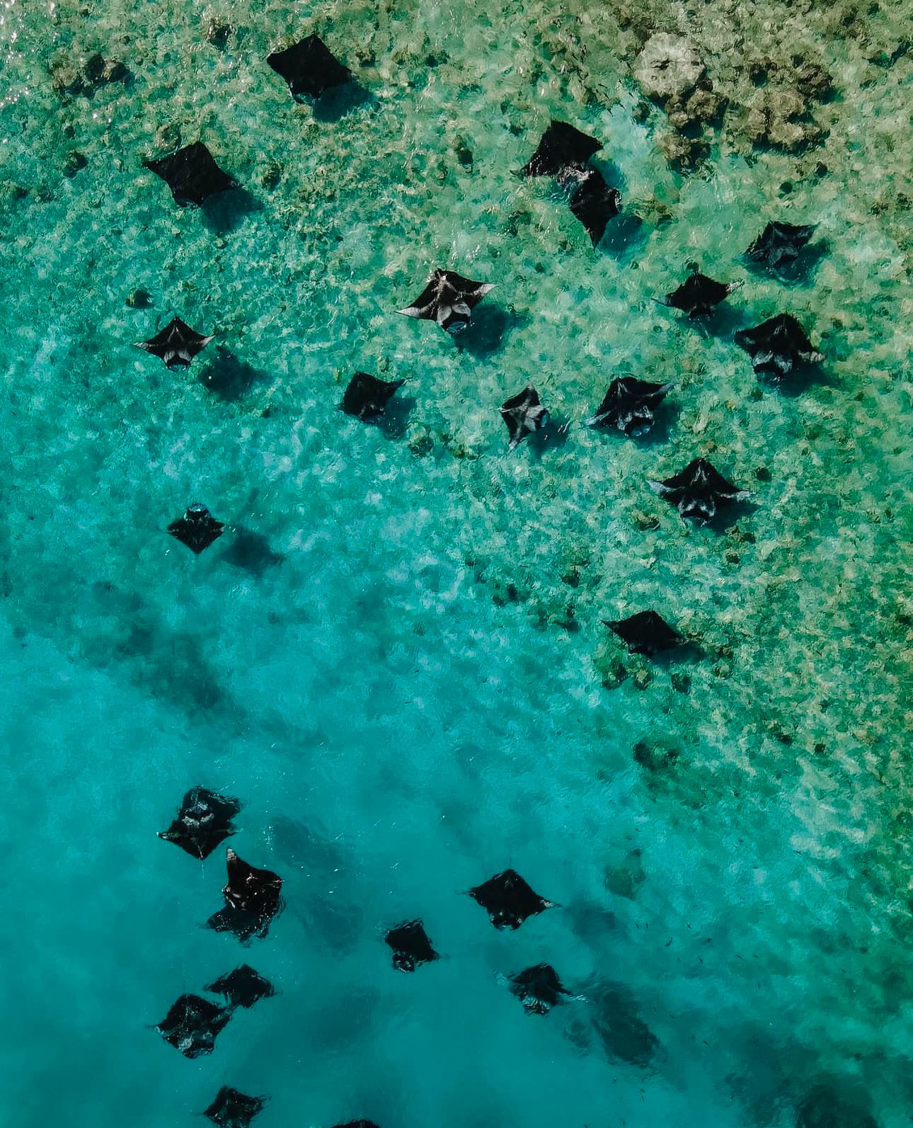 Aveyla Manta Village