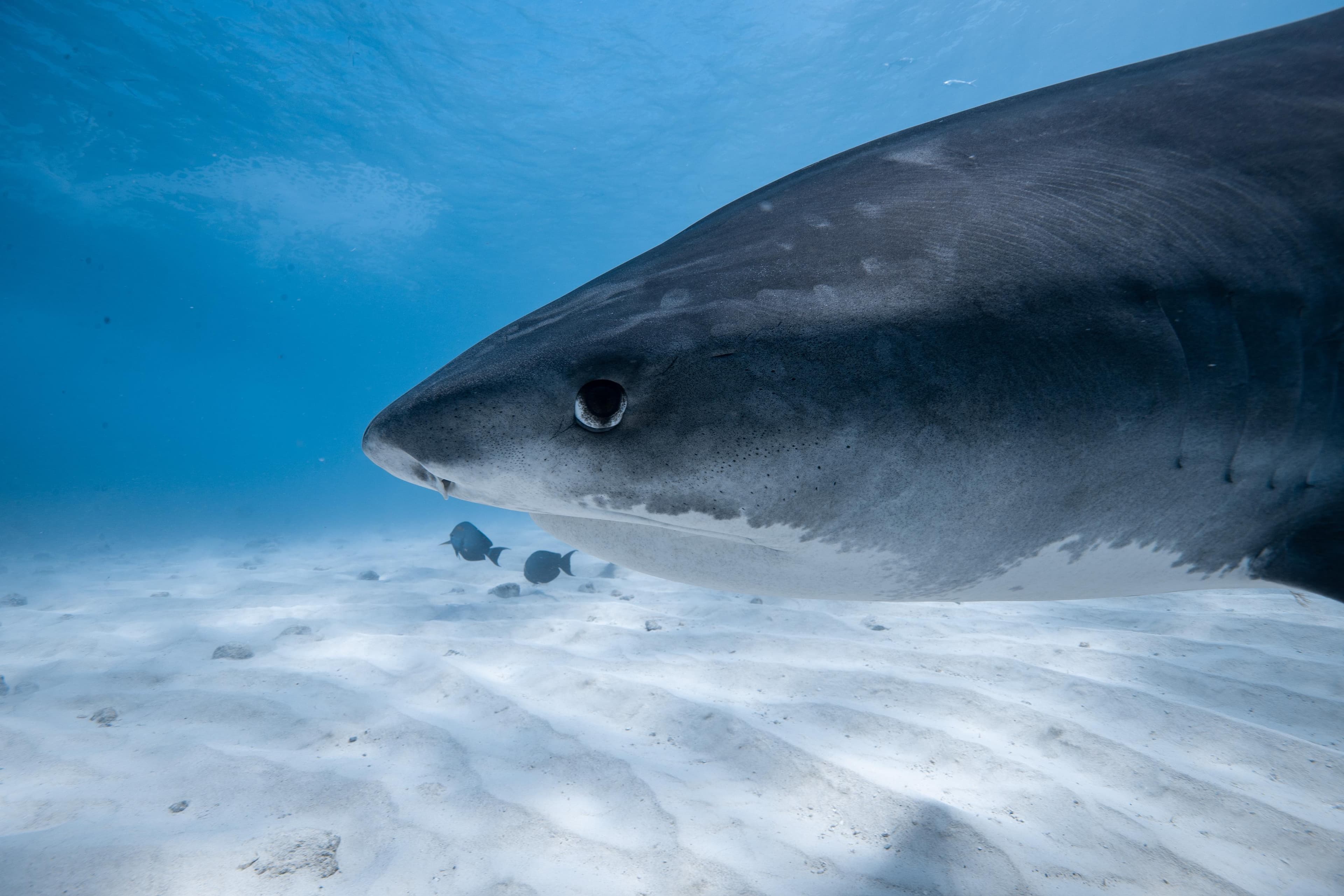 Tiger Shark First Light: 3 nights full board, 4 dives, flights included