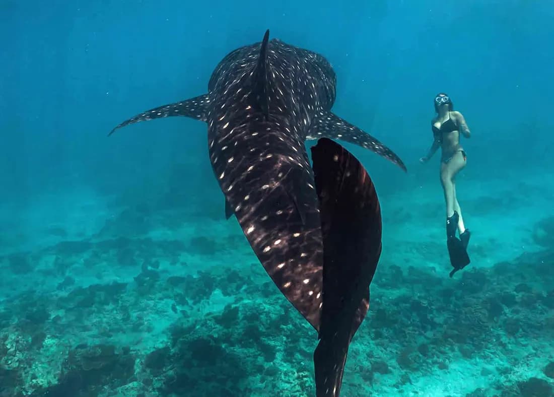 Whale Shark Adventure: 7 nights all-inclusive with whale shark snorkelling