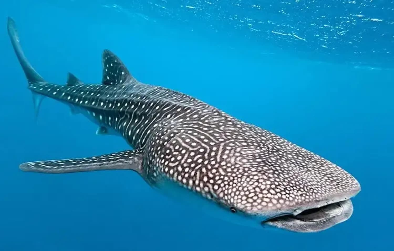 Whaleshark Explorer: 3 nights with breakfast and a whale shark snorkel